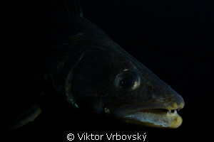 Pike-perch (Sander lucioperca) by Viktor Vrbovský 